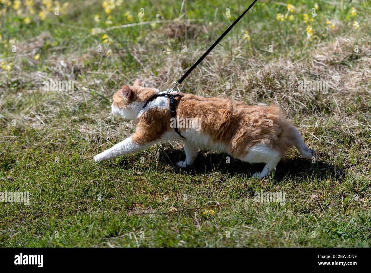 Curated visual reference: Leash For Stressed Cats Reference: Red Cat On A Leash Walking In A Grass Cat
