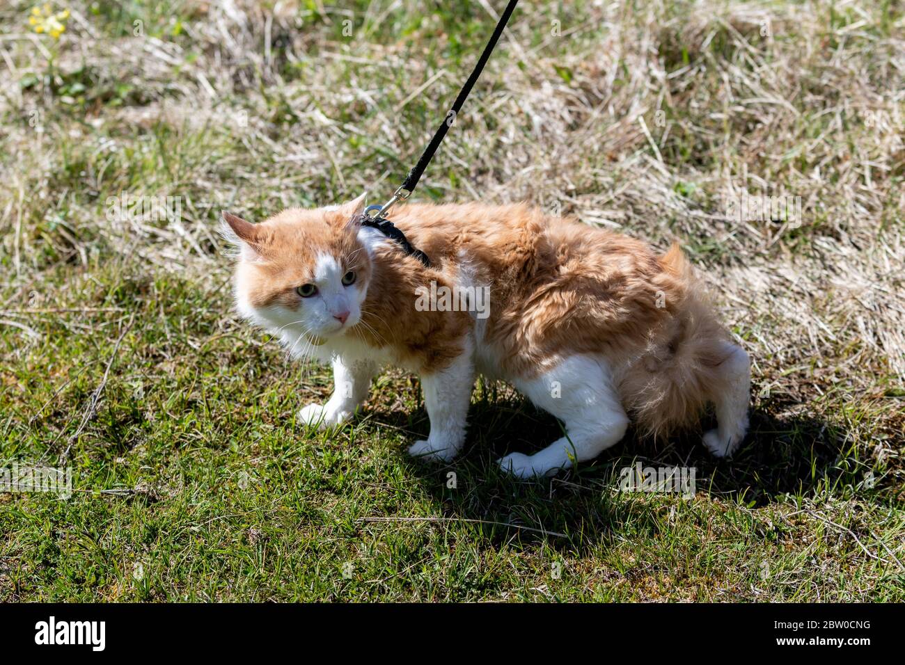 Visual Reference: Red Cat On A Leash Walking In A Grass Cat