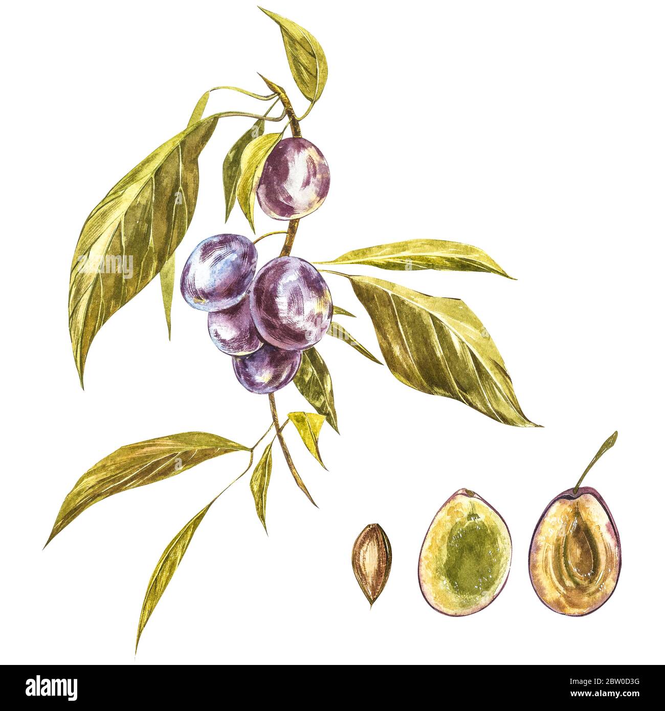 Ripe plum and branch with flowers. Plum drawing watercolor isolated on white background