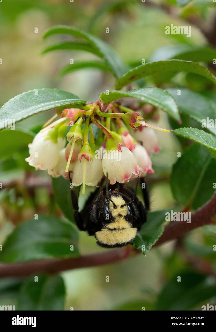 Yellow-faced Bumble bee (Bombus vosnesenskii) foraging on evergreen huckleberry flowers, Oregon Stock Photo
