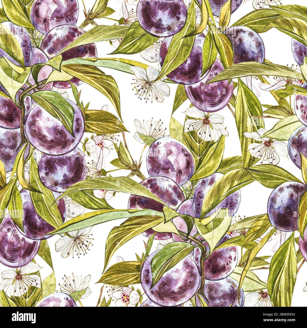 Ripe plum and branch with flowers. Plum drawing watercolor isolated on ...