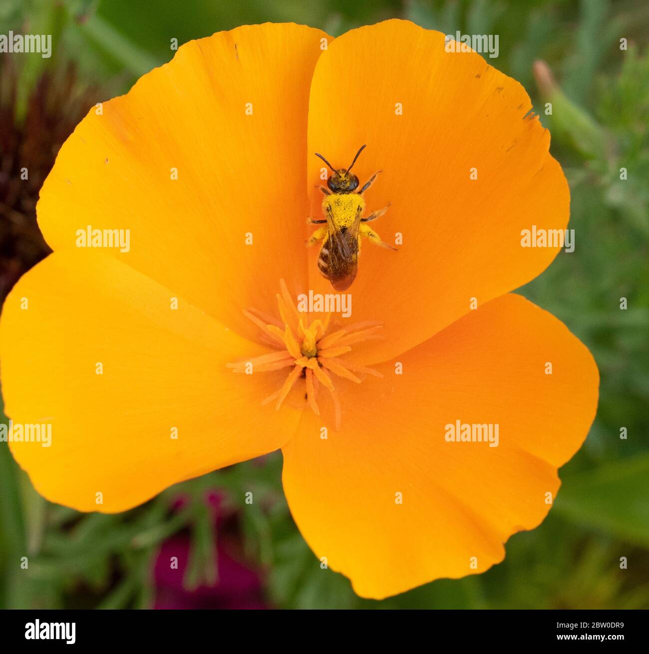 Sweat Bee (Lasioglossum) on California Poppy flower, Oregon Stock Photo