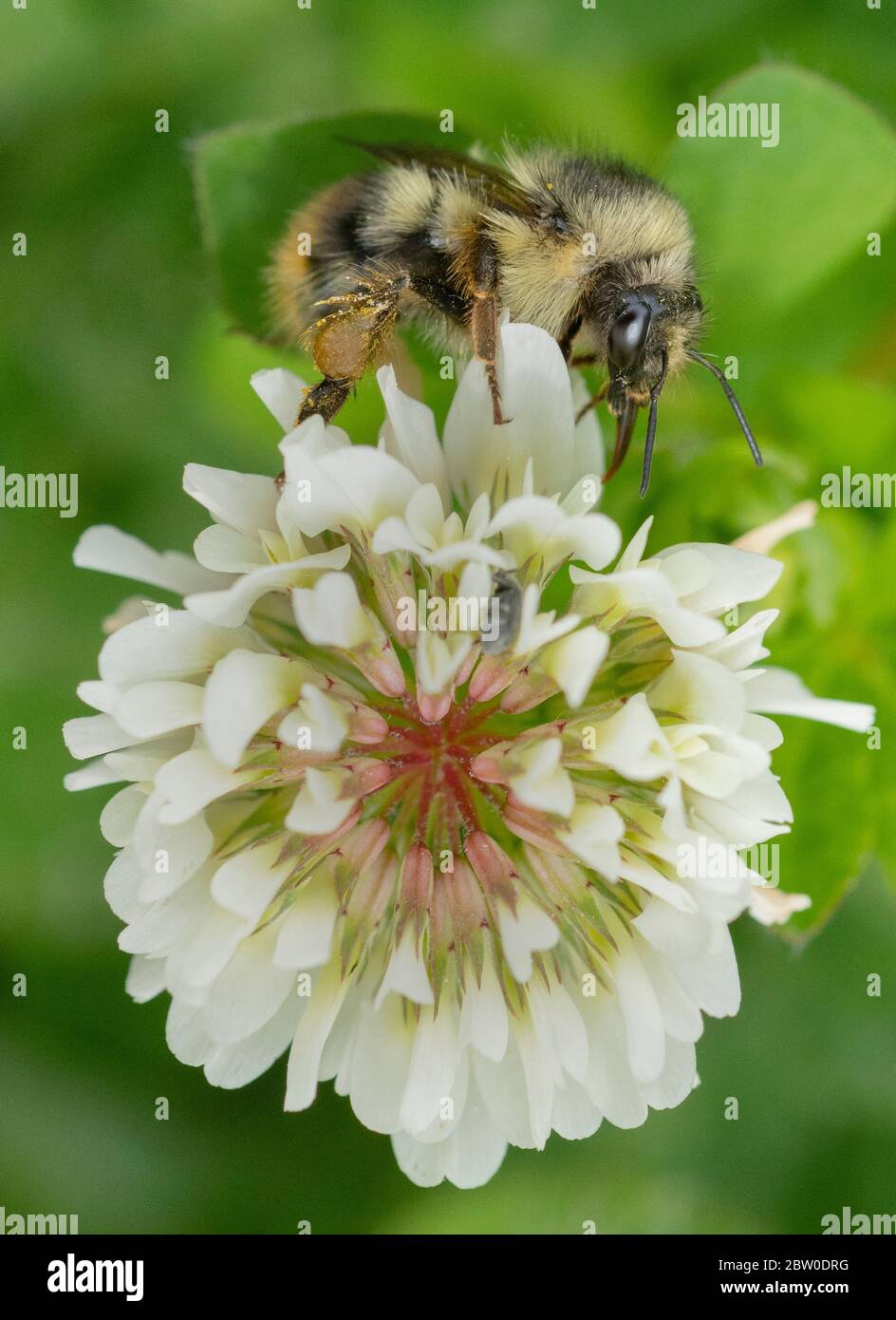 Fuzzy-horned Bumble bee (Bombus mixtus) foraging on White Clover flowers, Oregon Stock Photo