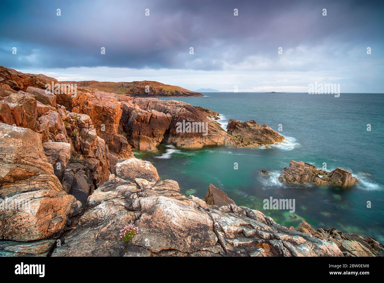 A small clump of sea Thrift clings precariously to the edge of rugged cliifs at Hushinish on the Isle of Harris in the Outer Hebrides of Scotland Stock Photo
