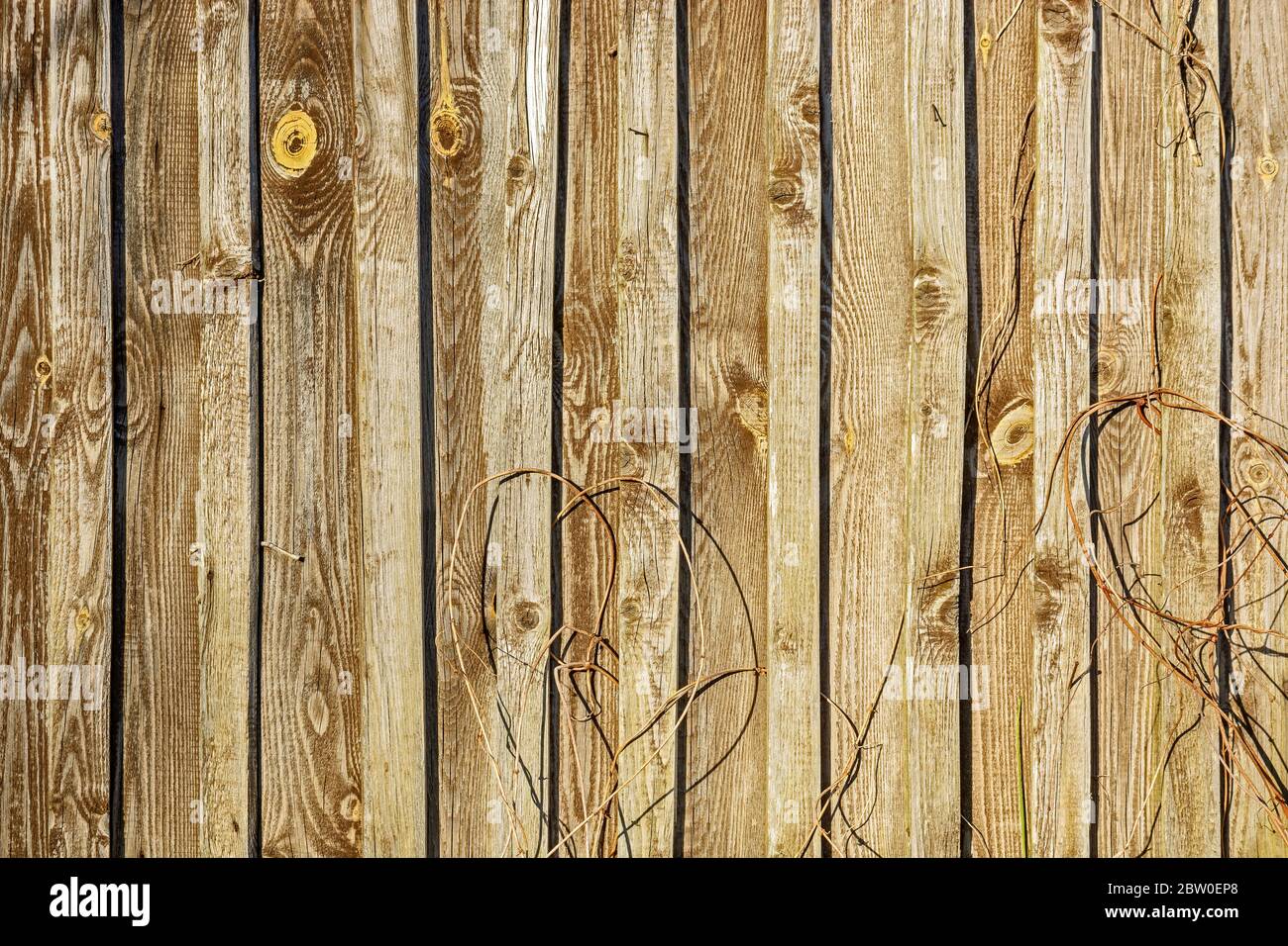 Fragment of a wall of wooden slats and boards with dry plant stems. For use as an abstract background. Stock Photo