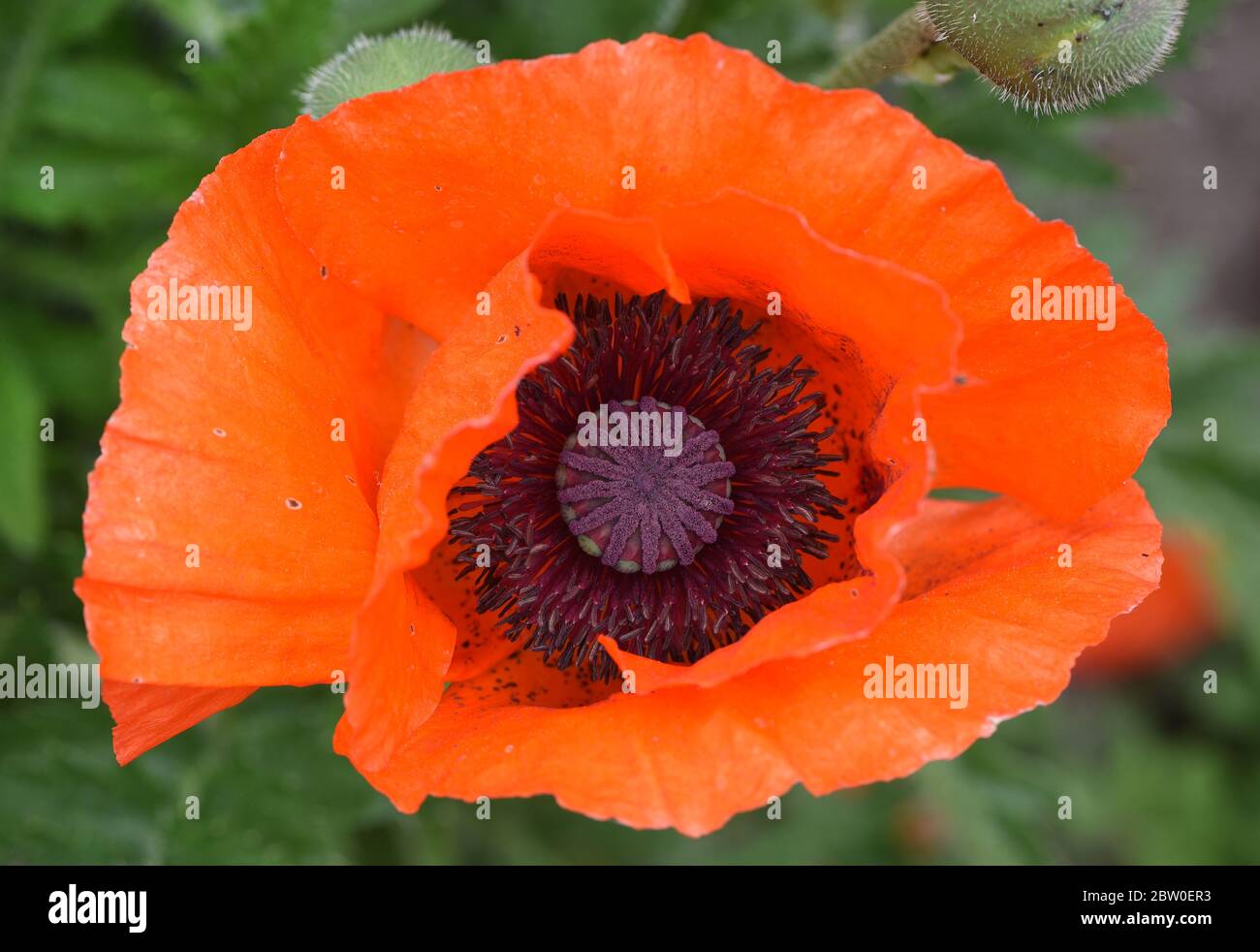 Leipzig, Germany. 22nd May, 2020. A large red flower of Turkish poppy