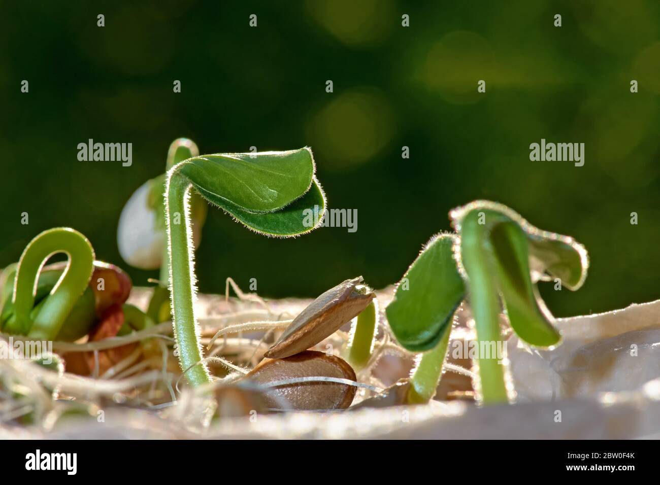 Pumpkin and Plant sprout growing step over green background Stock Photo ...