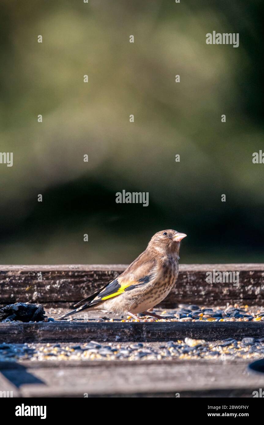Juvenile goldfinch, Carduelis carduelis, on a bird table. Still in its immature plumage it is yet to develop the characteristic red face of the adult. Stock Photo