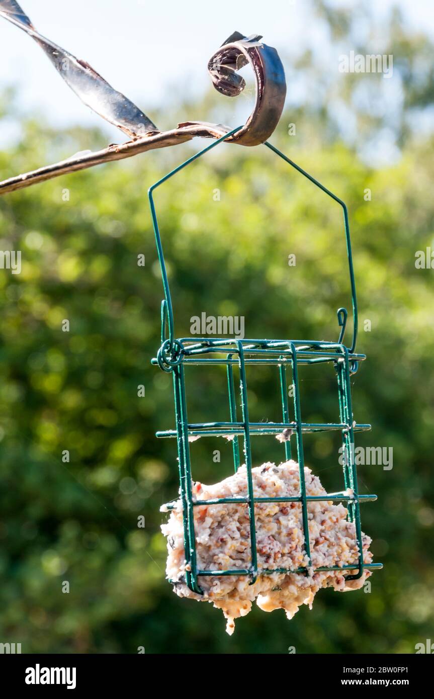 Fat dripping from a bird feeder as it melts during the high temperatures of spring 2020. Stock Photo