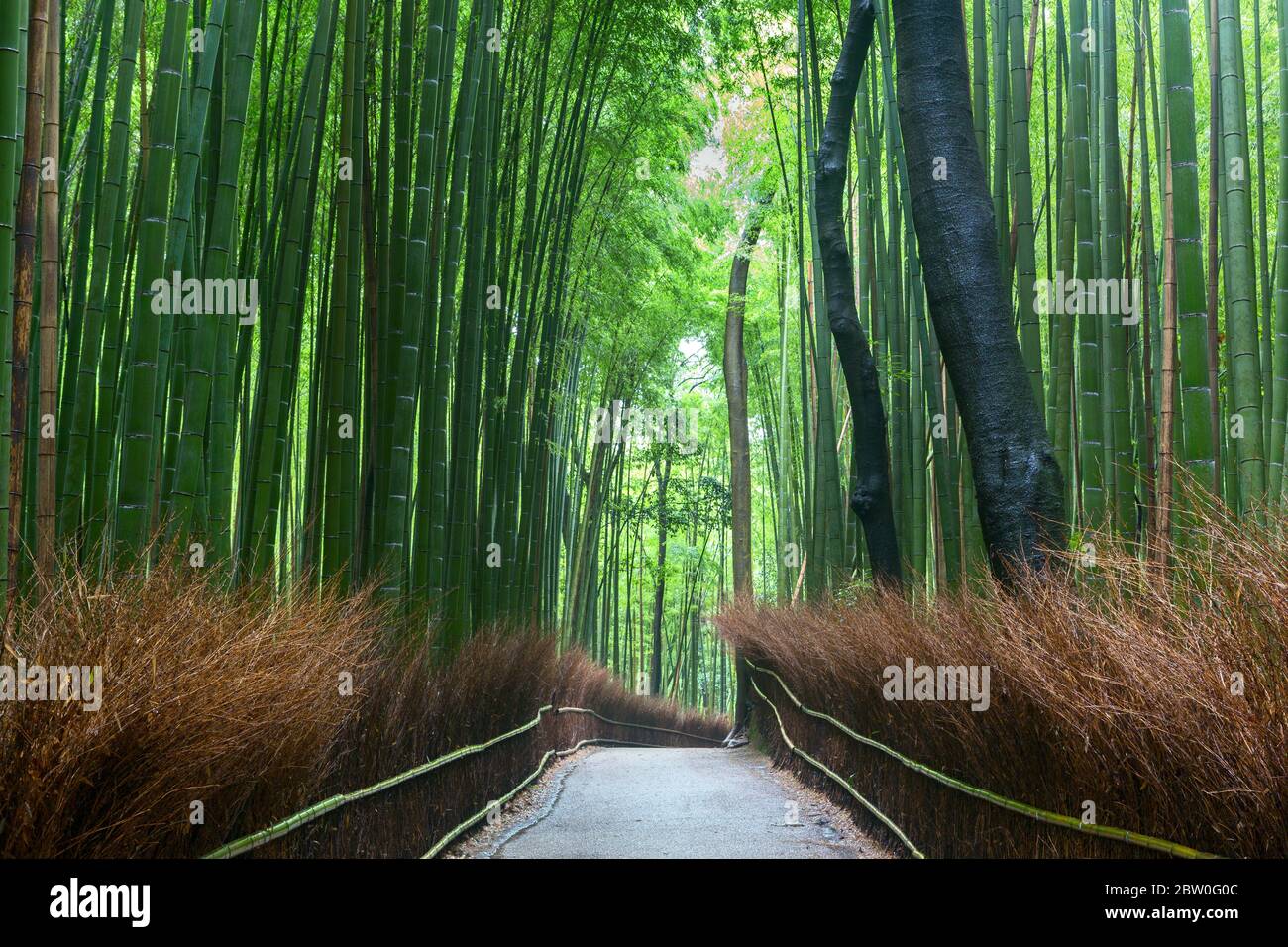 Arashiyama bamboo forest in Kyoto, Japan Stock Photo - Alamy