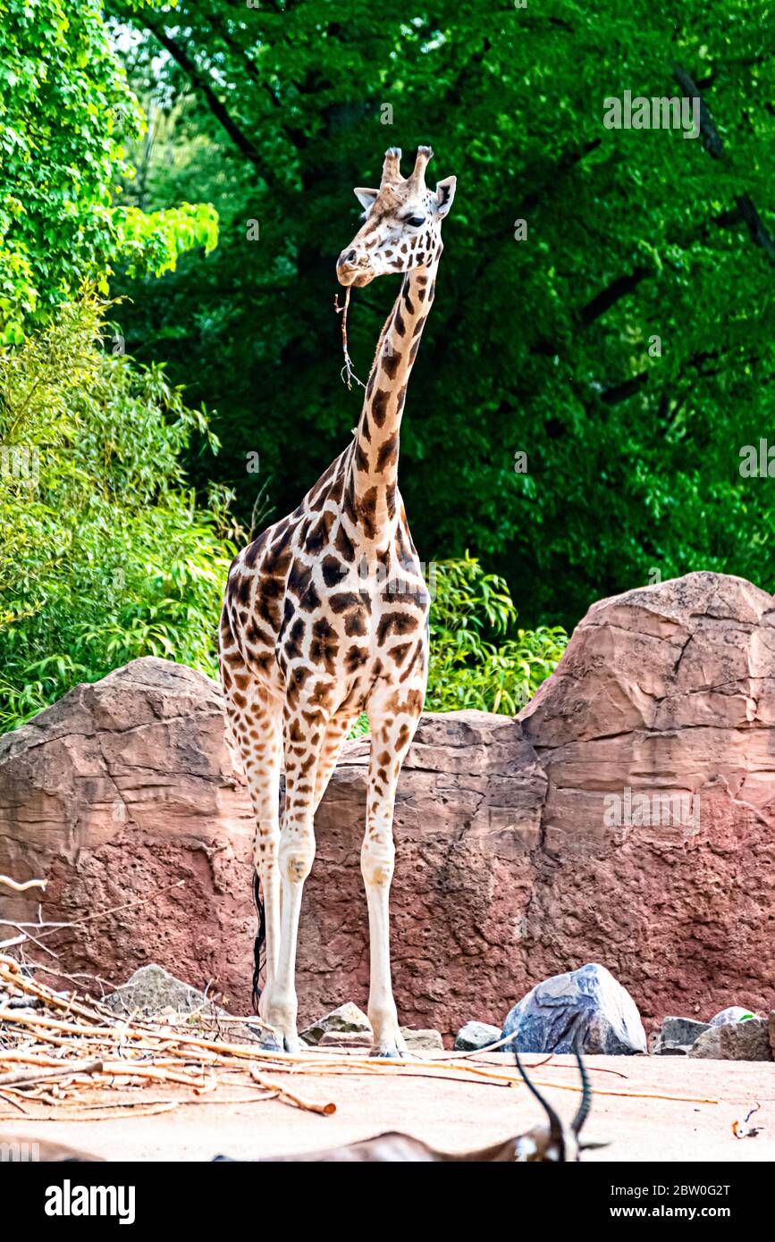 Giraffe eats branch and straw Stock Photo