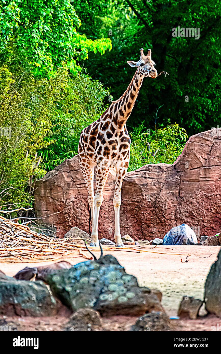 Giraffe eats branch and straw Stock Photo