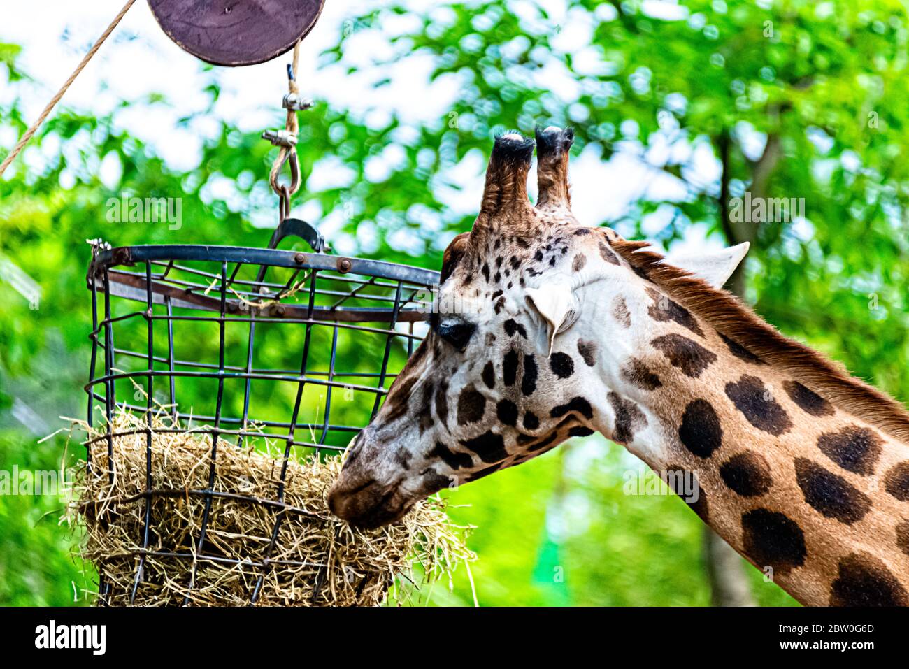 Giraffe eats branch and straw Stock Photo