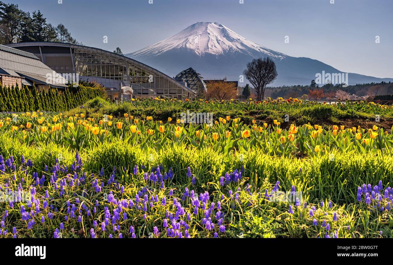 Mt Fuji Yamanashi Prefecture Japan April 21 2018 Yamanakako Hanano Miyako Koen Park With Iconic Mount Fuji In The Background Stock Photo Alamy
