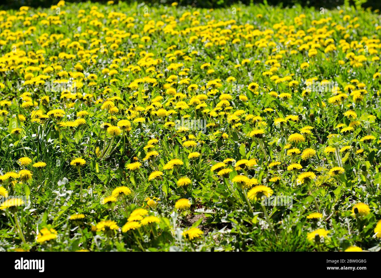 Dandelions, Taraxacum officinale, blooming on a sunny day in april Stock Photo