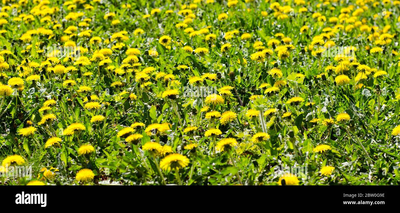 Dandelions, Taraxacum officinale, blooming on a sunny day in april Stock Photo