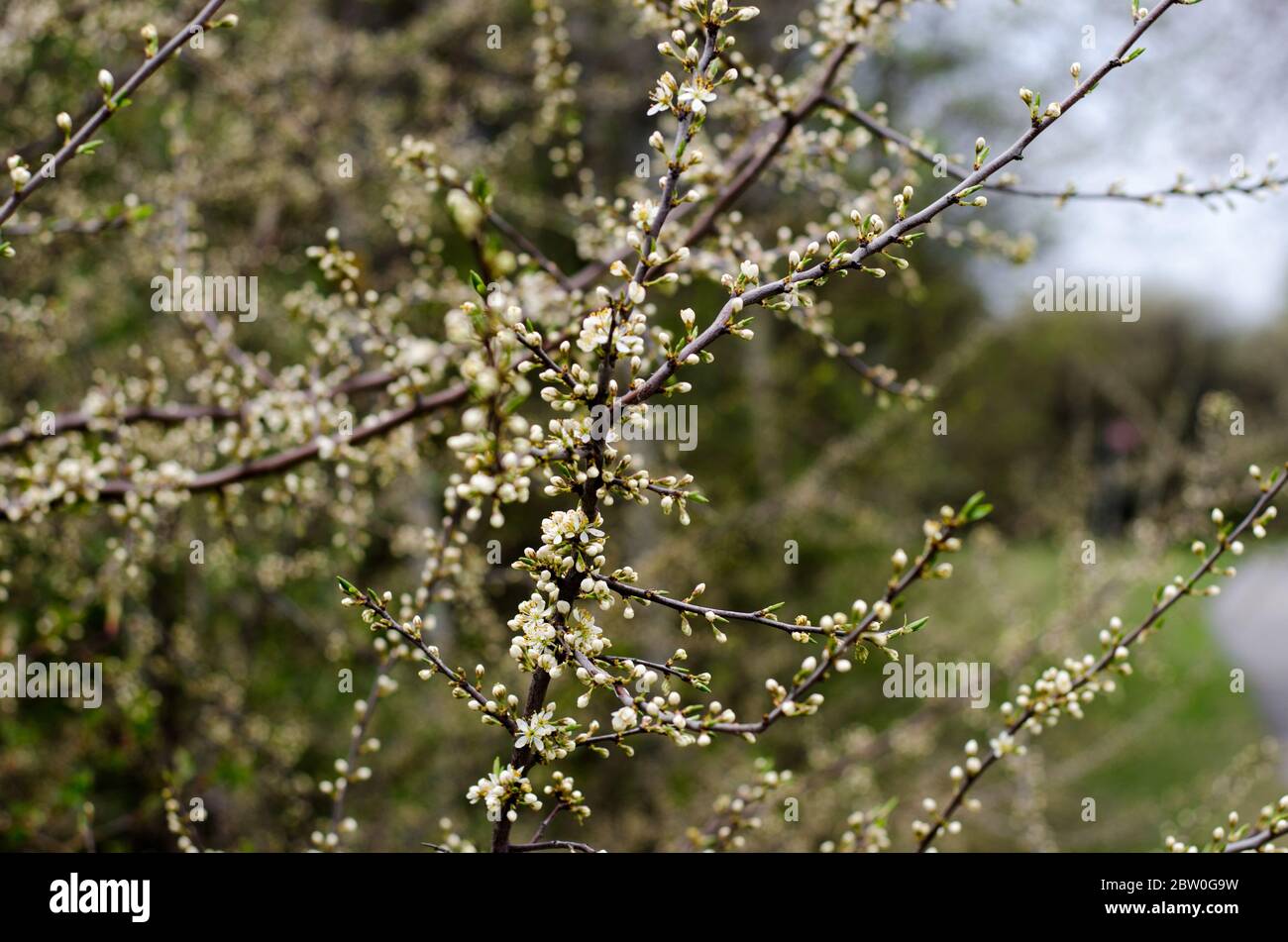 Sloe bush in early spring with buds and white flowers Stock Photo