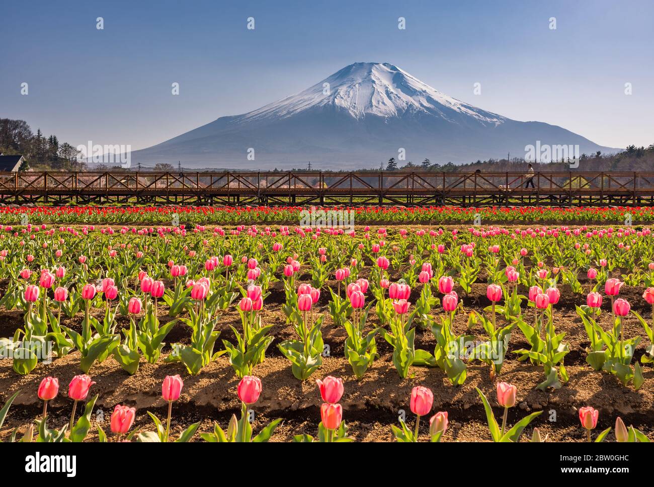 Mt Fuji Yamanashi Prefecture Japan April 21 2018 Yamanakako Hanano Miyako Koen Park With Iconic Mount Fuji In The Background Stock Photo Alamy