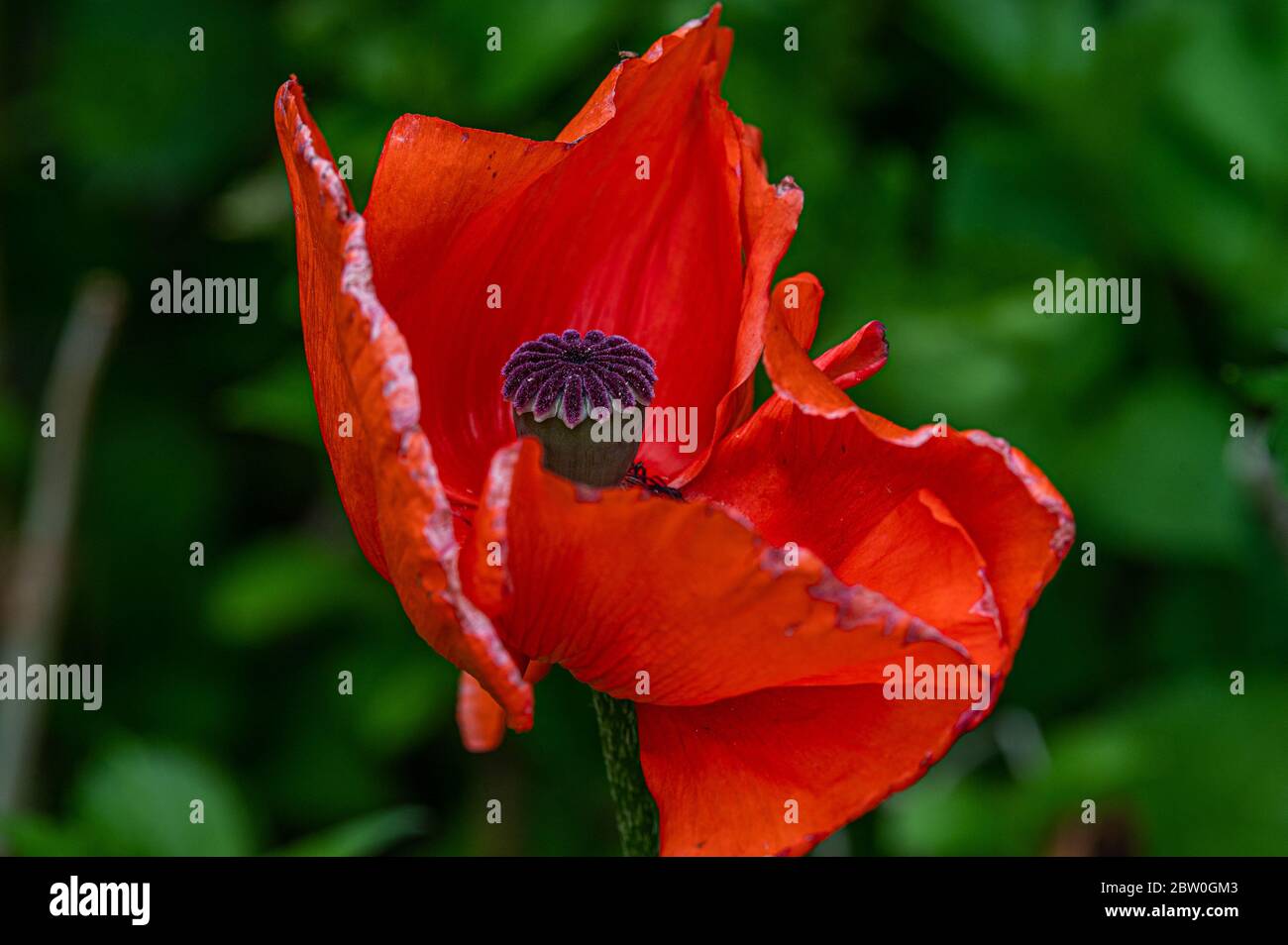 garden flowers, Papaver rhoeas, Hamburg, Germany Stock Photo