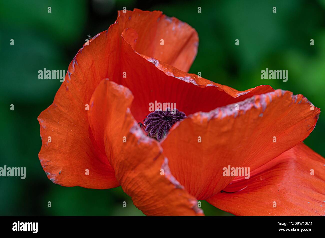 garden flowers, Papaver rhoeas, Hamburg, Germany Stock Photo