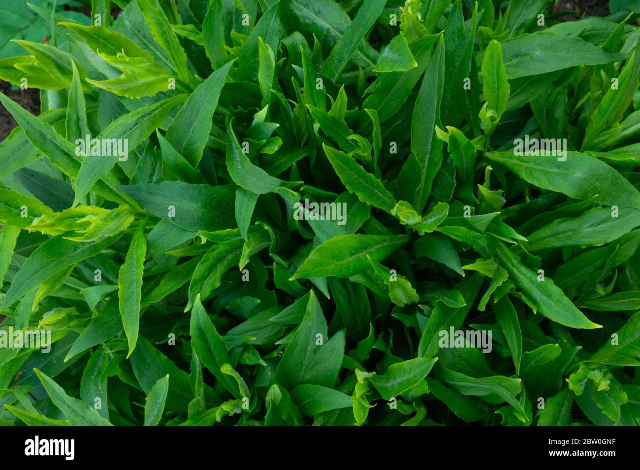 Beautiful green leaf texture background. Nature botanical background,  wallpapper for design Stock Photo - Alamy