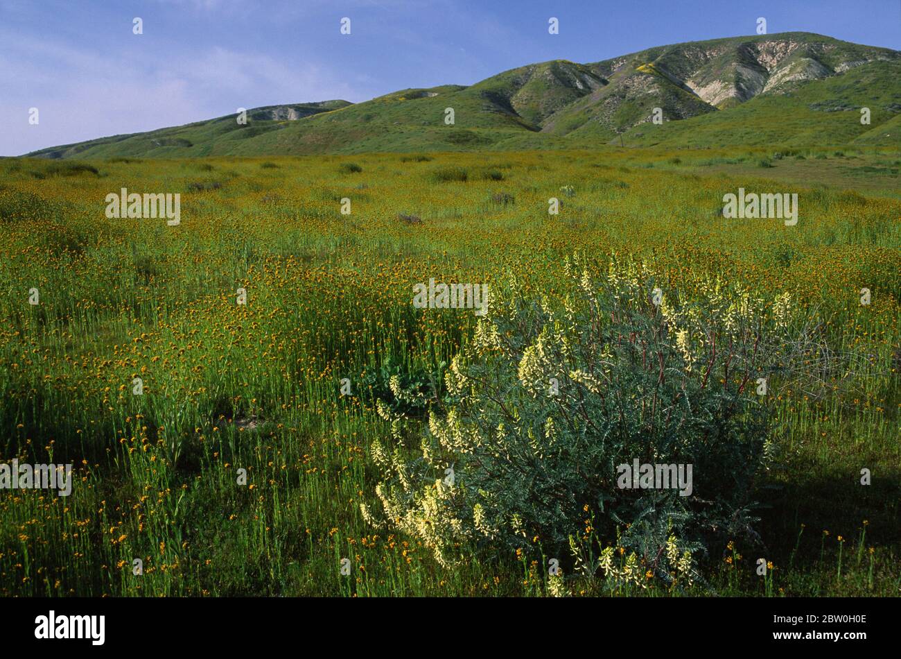 Fiddlenecks to Elkhorn Hills, Carrizo Plain National Monument, California Stock Photo