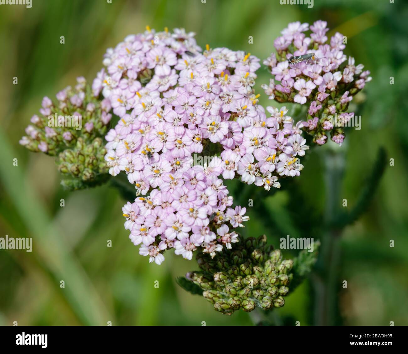 Yarrow - Achillea millefolium  Small pink grassland flower Stock Photo