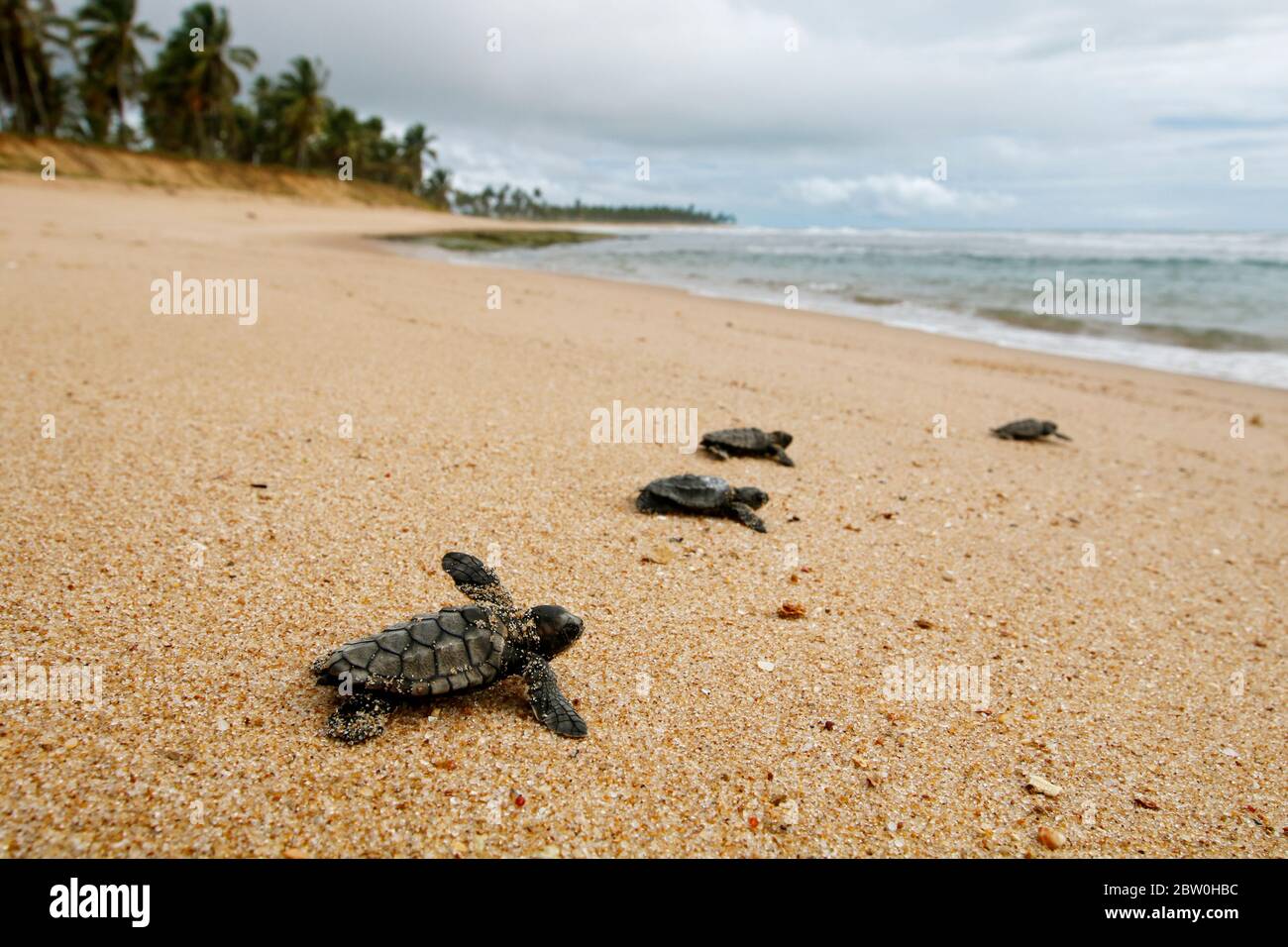 Baby sea turtle hatchling, hawksbill (Eretmochelys imbricata), crawling  to sea after leaving nest at Praia do Forte beach on Bahia coast, Brazil Stock Photo