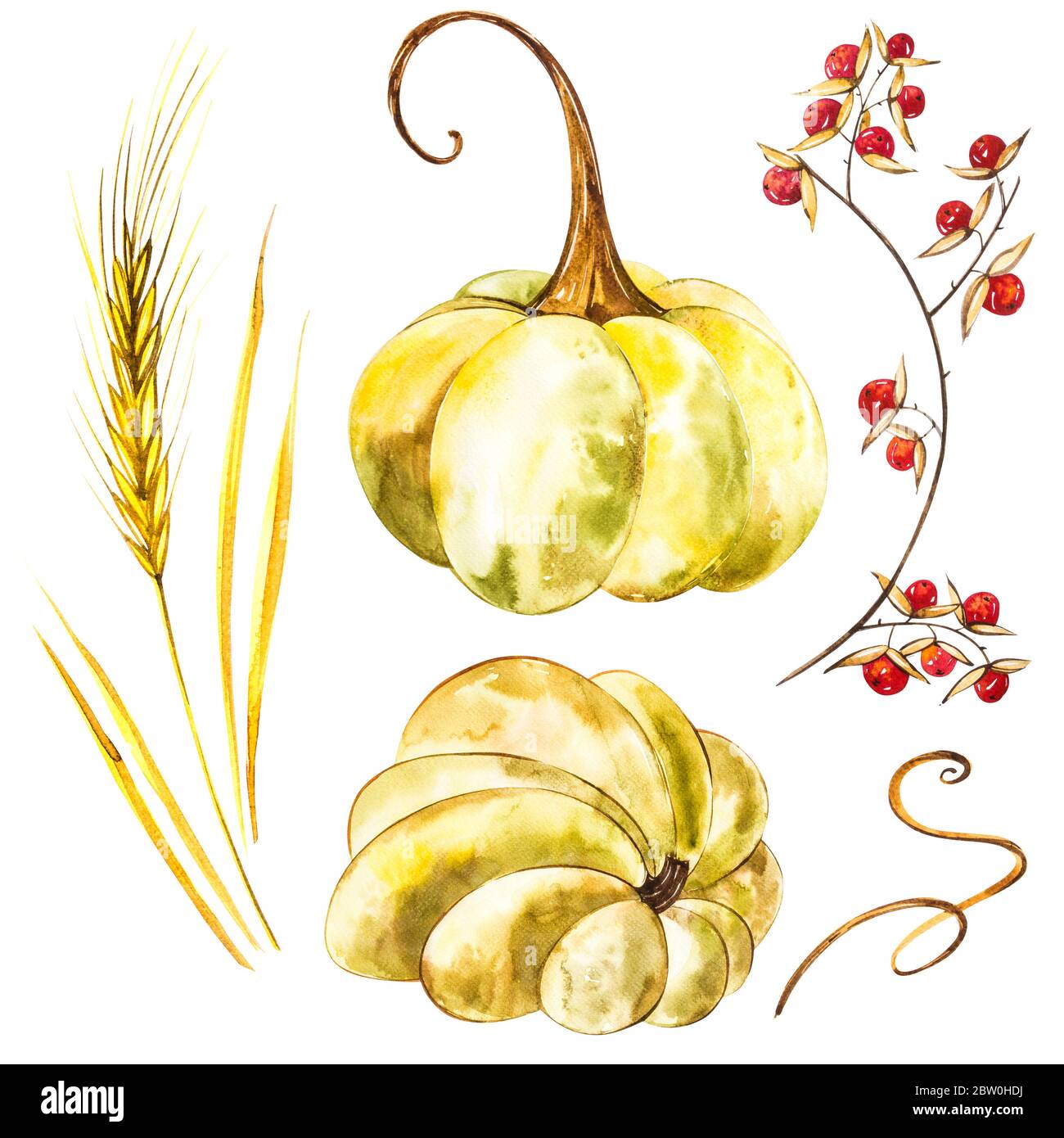 Pumpkins set. Hand drawn watercolor painting on white background ...