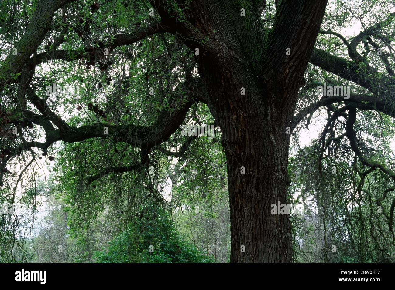 Valley oak, Kaweah Oaks Preserve, California Stock Photo Alamy