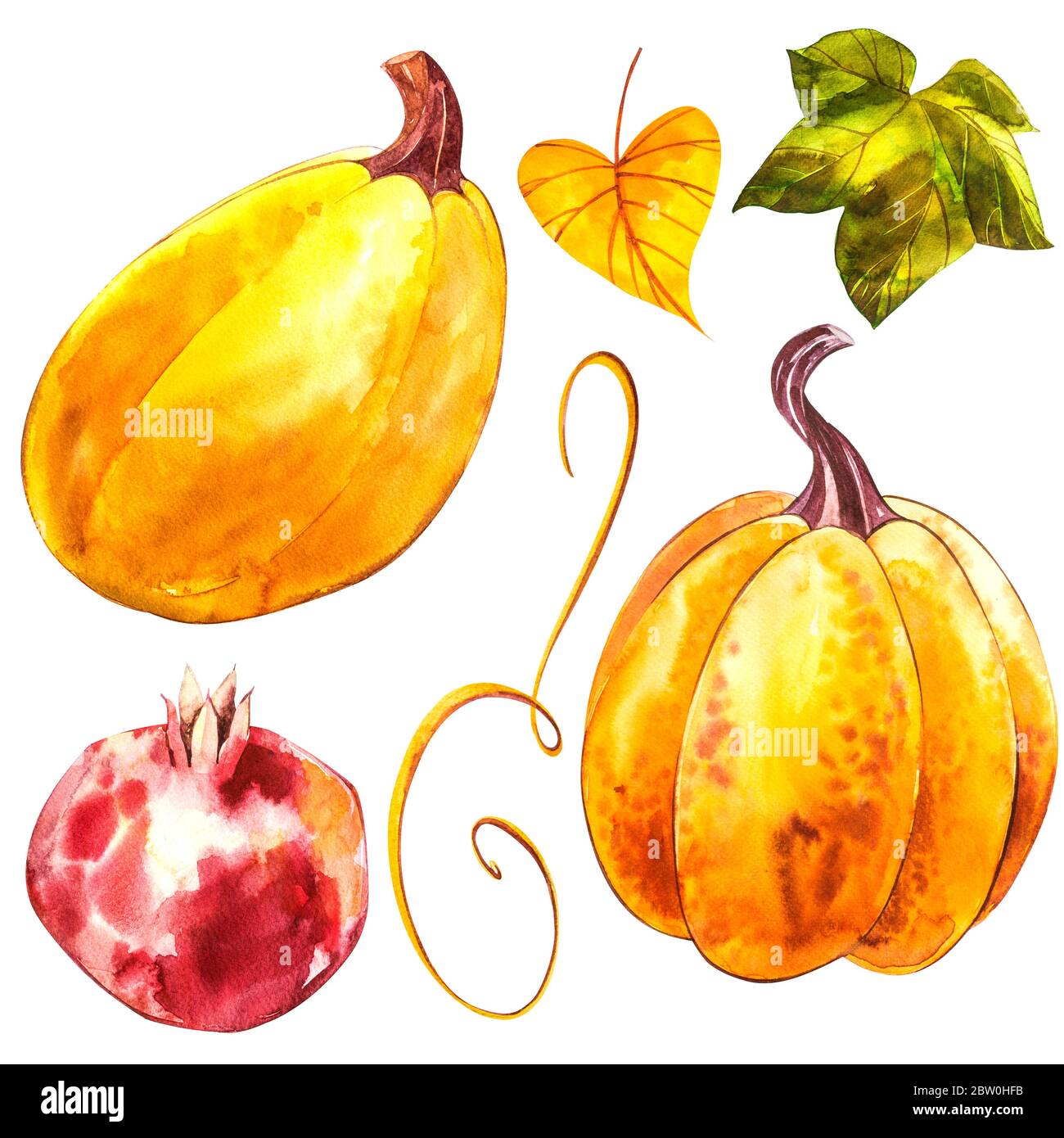 Pumpkins set. Hand drawn watercolor painting on white background ...