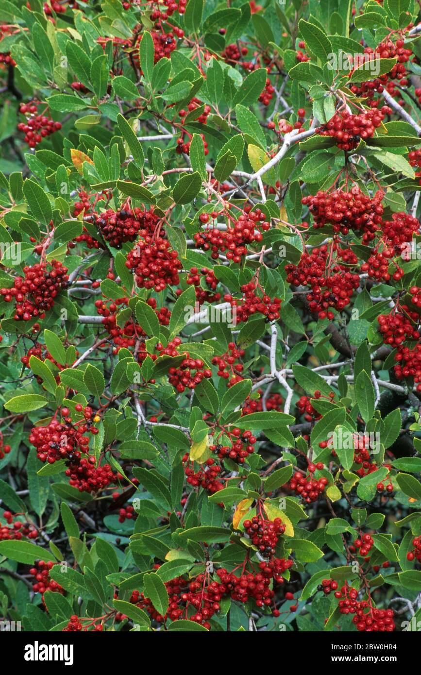 Toyon berries, Napa County, California Stock Photo