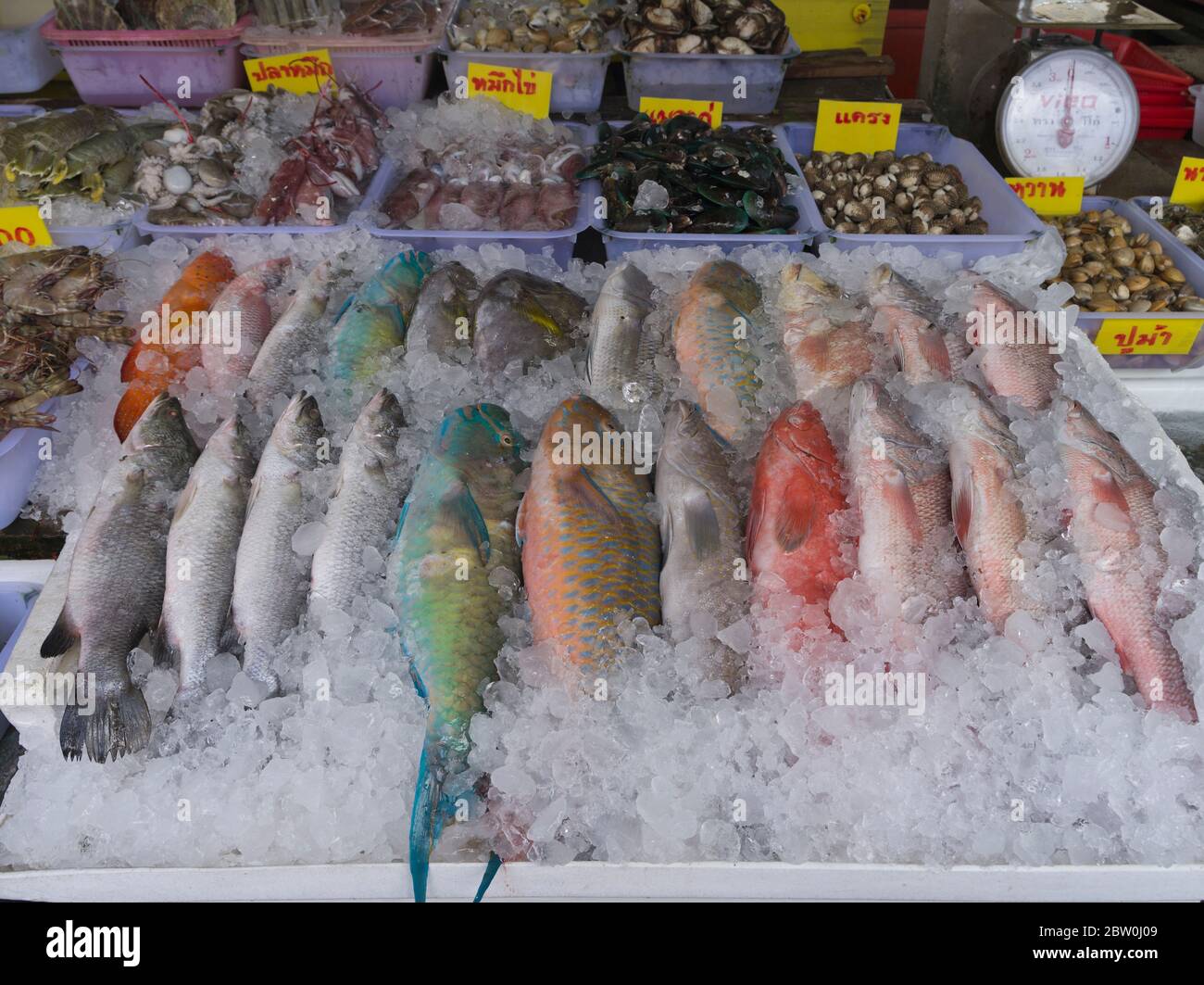 dh Rawai Thai fish market PHUKET THAILAND Colourful fishmongers produce ice packed stall seafood markets fishmonger Stock Photo