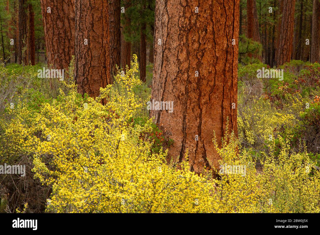 Ponderosa pine (Pinus ponderosa) forest with antelope bitterbrush