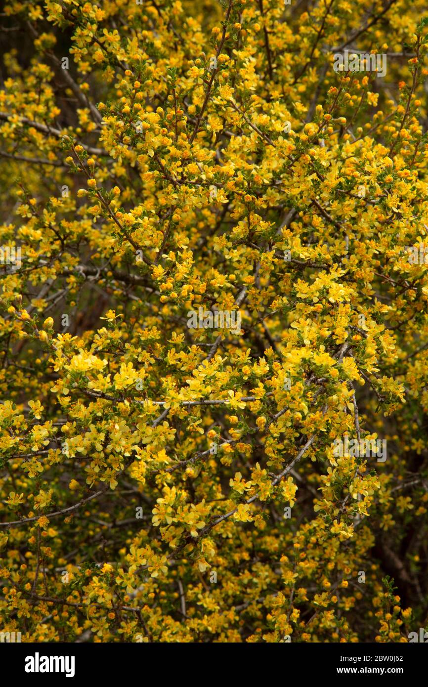 Antelope bitterbrush (Purshia tridentata) in bloom, Deschutes National