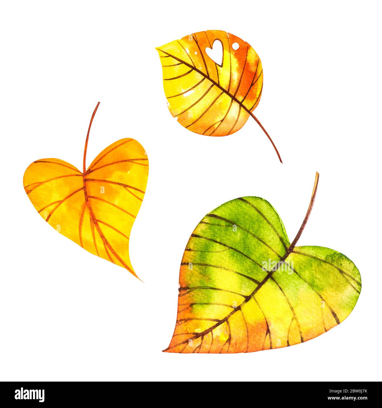 Beautiful colorful autumn leaves isolated on white background ...
