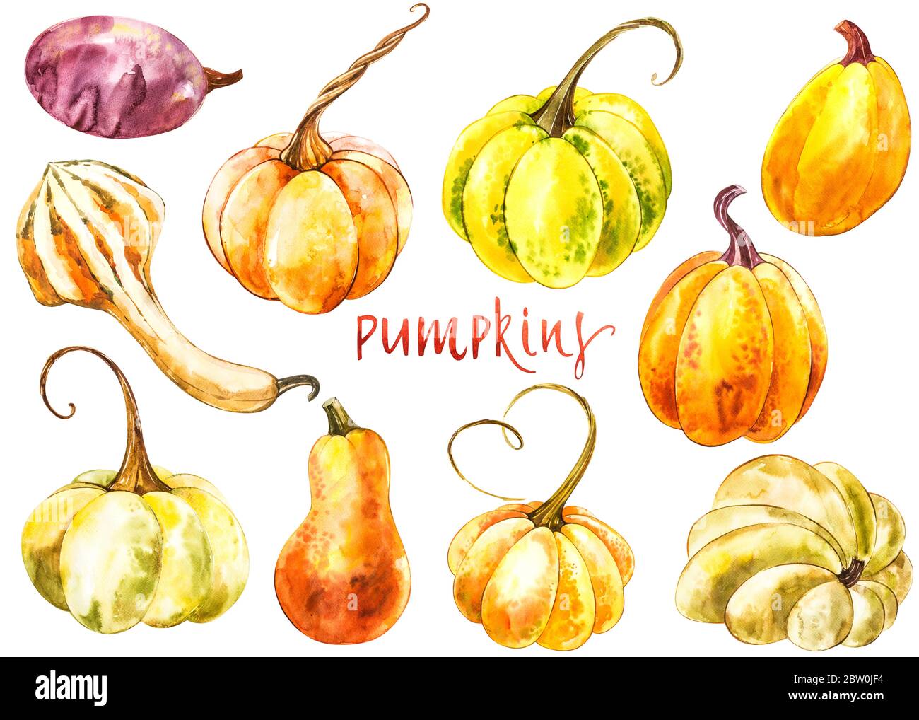 Big set of Pumpkins. Hand drawn watercolor painting on white background ...
