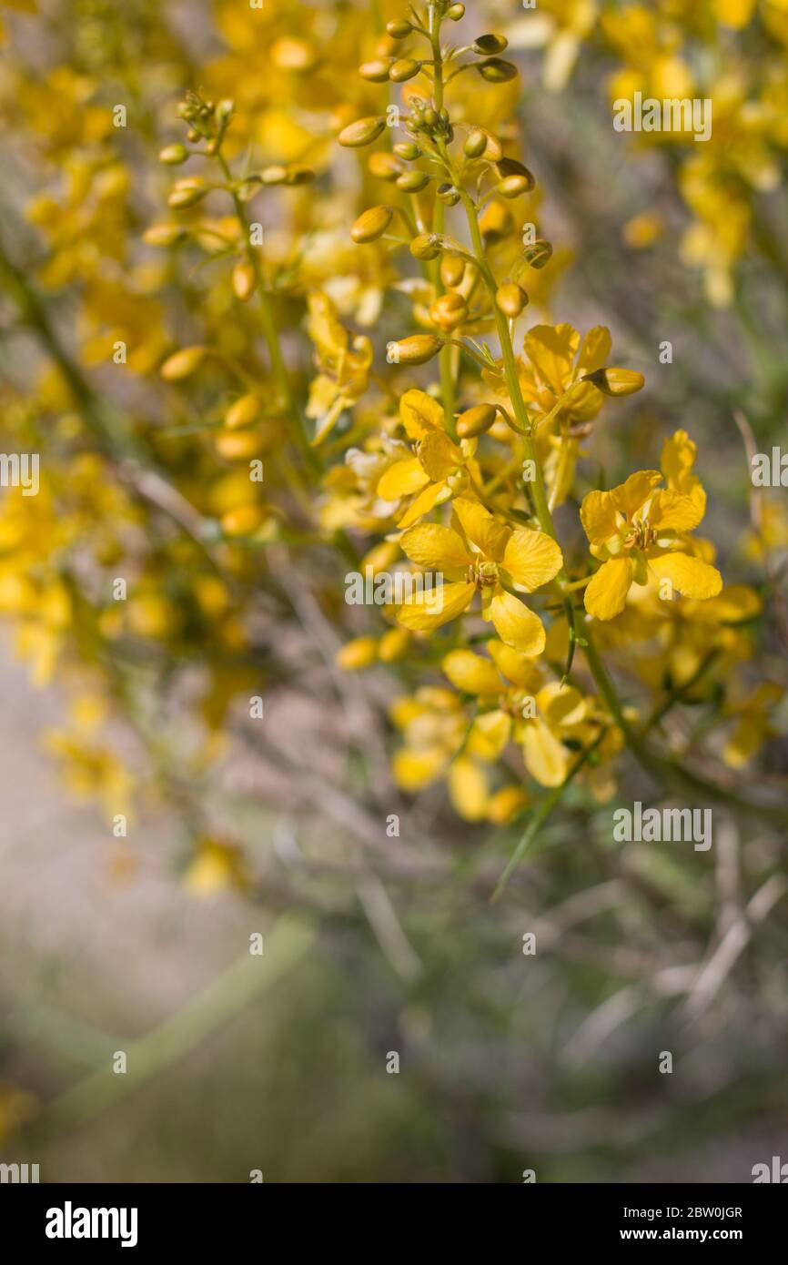 Yellow blooms emerge from Desert Senna, Senna Armata, Fabaceae, native shrub in the periphery of Twentynine Palms, Southern Mojave Desert, Springtime. Stock Photo
