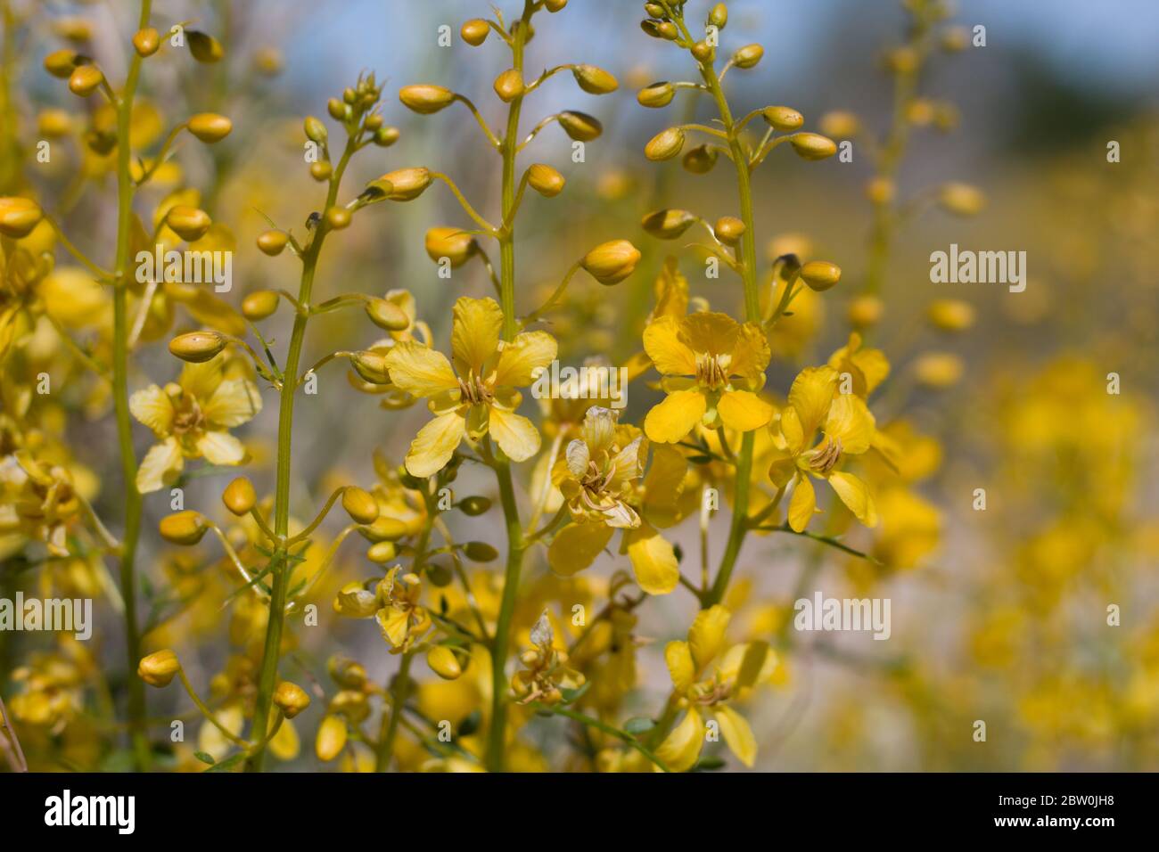 Yellow blooms emerge from Desert Senna, Senna Armata, Fabaceae, native shrub in the periphery of Twentynine Palms, Southern Mojave Desert, Springtime. Stock Photo