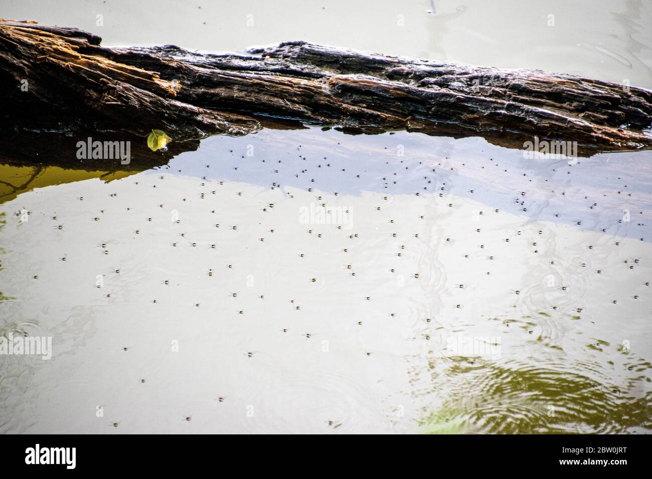 A large group of black bugs floating on dirty green water Stock Photo