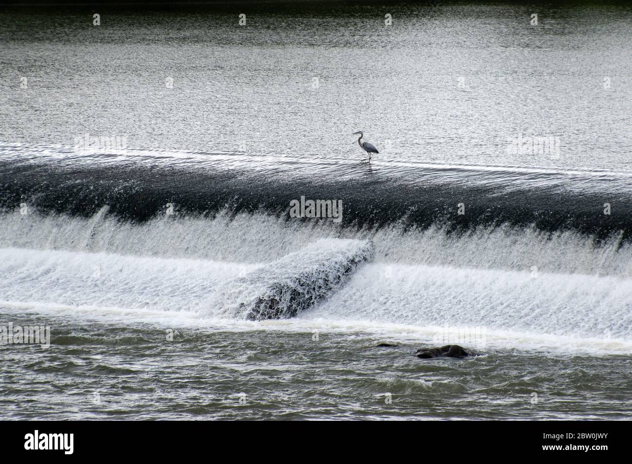 A single great blue heron standing above the Broad River Dam in Columbia, South Carolina Stock Photo