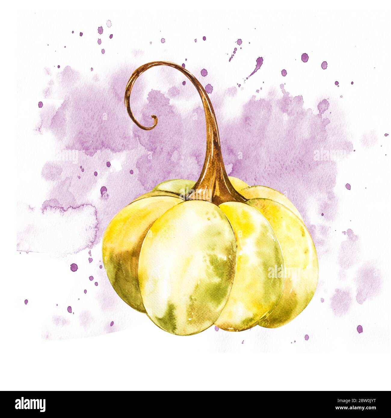 Pumpkin. Hand drawn watercolor painting on white background. Watercolor ...