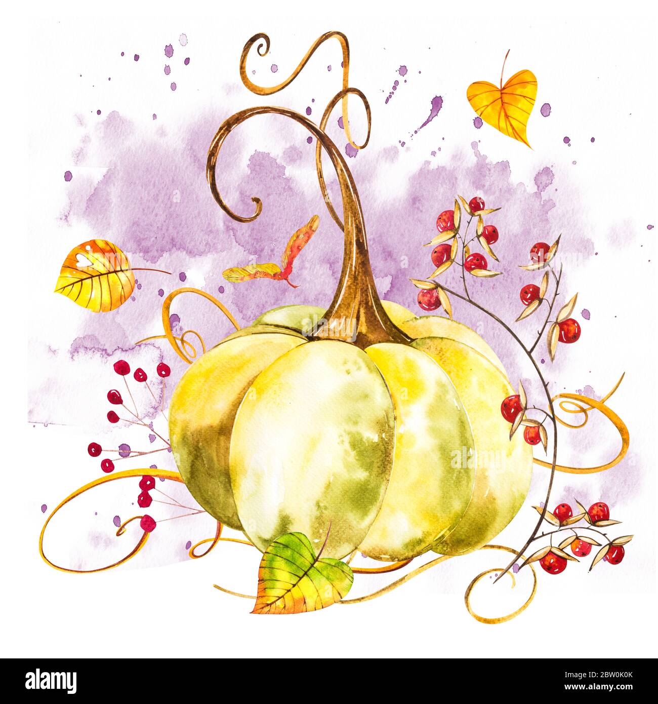 Pumpkin. Hand drawn watercolor painting on white background. Watercolor ...