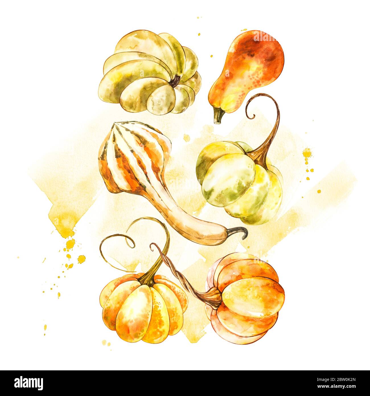 Pumpkin. Hand drawn watercolor painting on white background. Watercolor ...