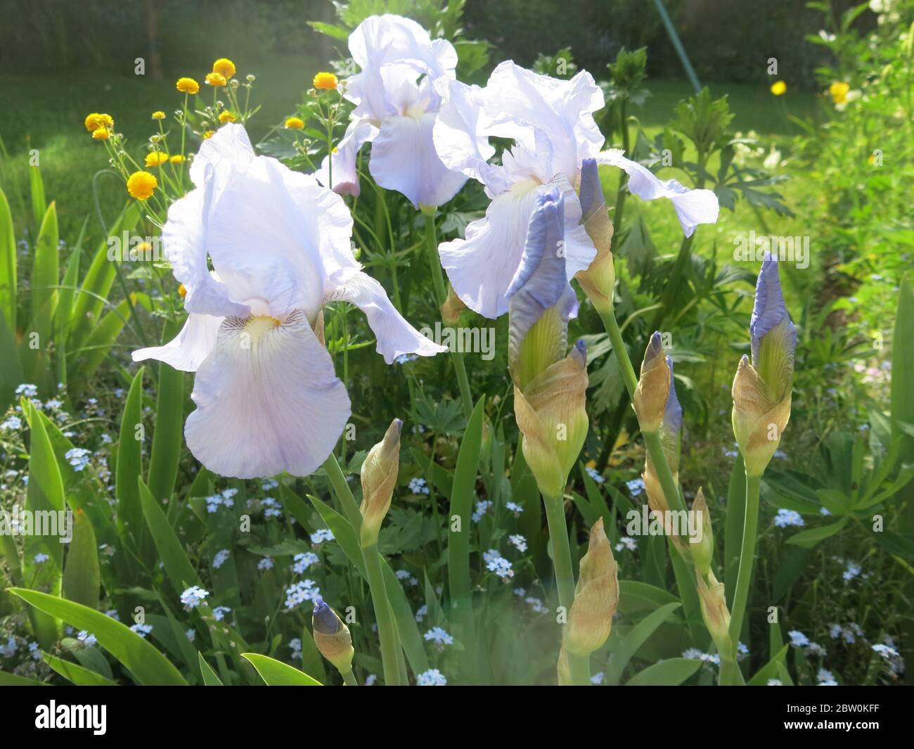 Pale blue bearded iris in full bloom in late May in the sunny border of