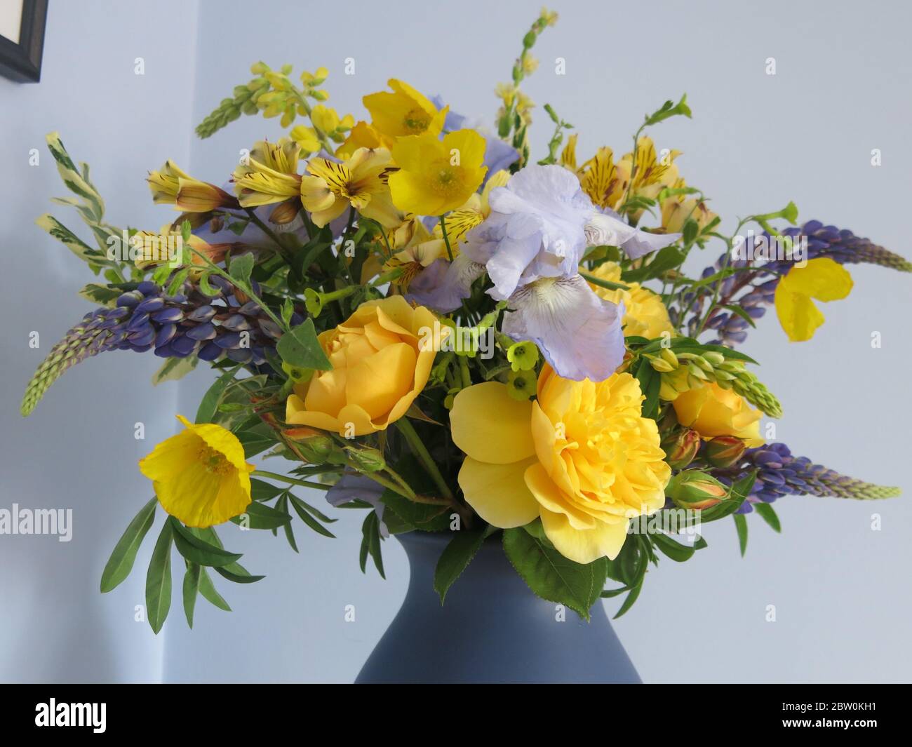 A large purple / blue vase filled with flesh flowers from an English cottage garden; a colour palette of yellows and blues with iris, lupins and roses. Stock Photo