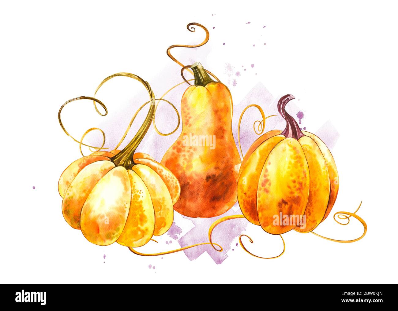 Pumpkins composition. Hand drawn watercolor painting on white ...