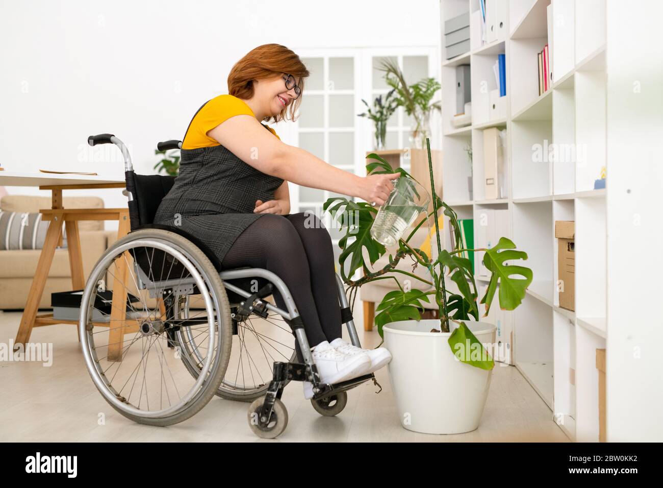 Positive young woman with paralyzed legs sitting in wheelchair and watering domestic plants in living room Stock Photo