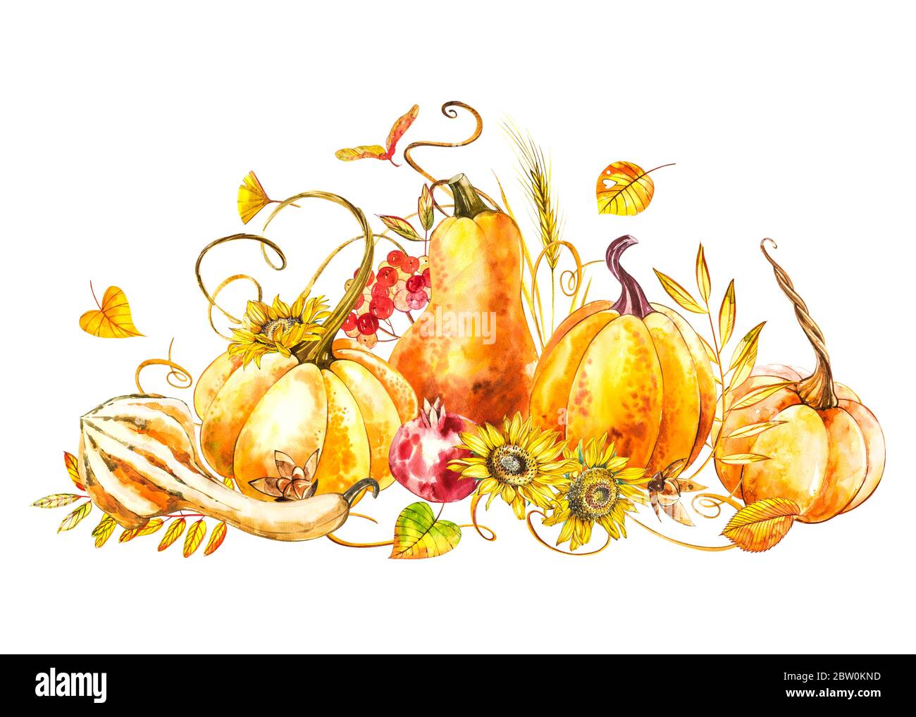 Pumpkins composition. Hand drawn watercolor painting on white ...