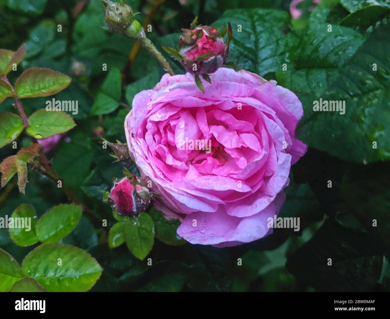 Ligh purple rose bush flower with buds and rain drops close up Stock